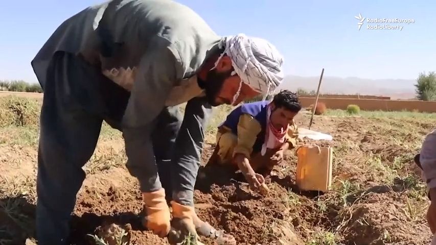 Potřebujeme pomoc, jinak nepřežijeme, prosí kvůli suchu afghánští zemědělci